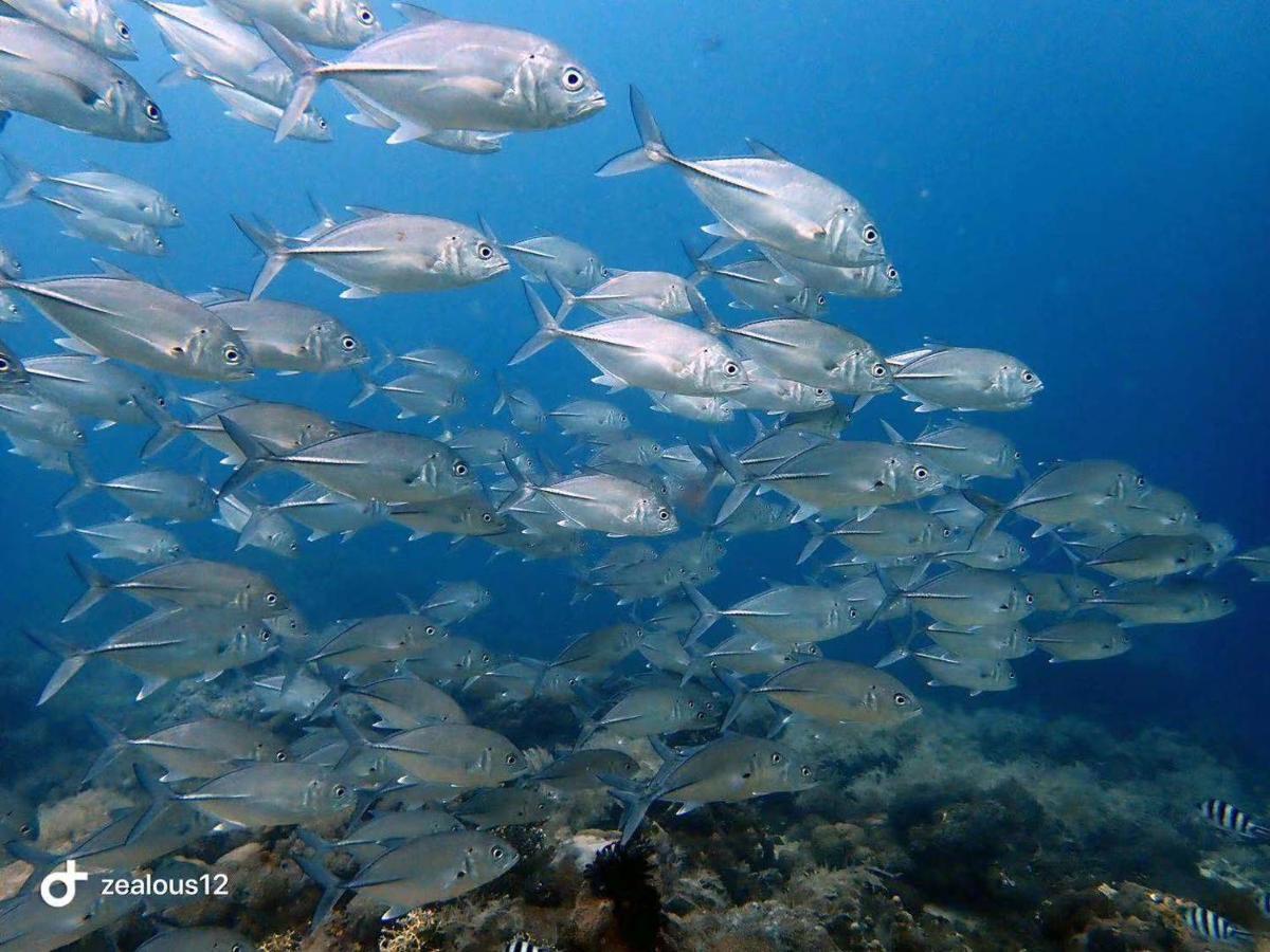 Sugarsea Inn & Dive Shop Lapu-Lapu City Bagian luar foto