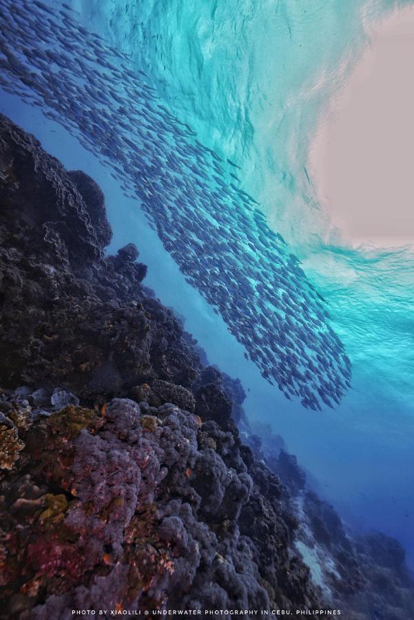 Sugarsea Inn & Dive Shop Lapu-Lapu City Bagian luar foto